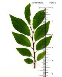 Image result for Ulmus parvifolia
