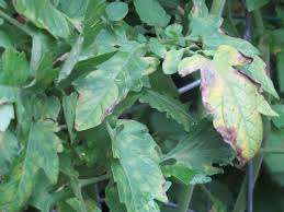 Image result for tomato seedling early blight
