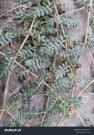 Image result for Zygophyllaceae