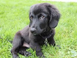 5 Things Being A Dog Owner Has Taught Me Simply Sinova Dog Owners Dogs Dachshund Mix