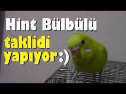 Muhabbet Kusu Yuvalik Ve Folluk Nasil Hazirlanir Kafese Nasil Takilir Youtube