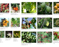 Image of various California fruits