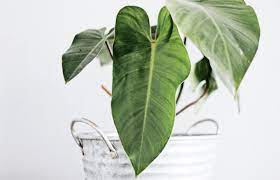 Use a clean pair of scissors to cut about a 1/4 inch. Propagating Philodendron Planted In Pots