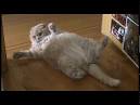 Scottish Fold Cat Breed Information, Pictures ...