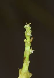 Image result for Wiesneria