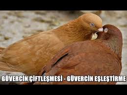 Guvercin Sesi Guvercin Eslemesi Nasil Yapilir Trakya Yerlisi Videolari Youtube