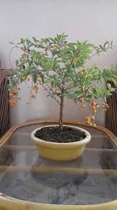 Bonsai Bonsai Plants Bonsai Small Trees