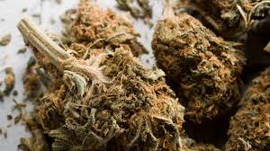 Pull oxalis weeds by hand or spray weeds with a broadleaf herbicide in spring or fall. Marijuana Drug Free Va