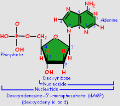 Nucleoside Vs Nucleotide Reading Writing Lettering Writing