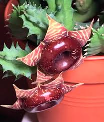 Image result for Thesium bequaertii