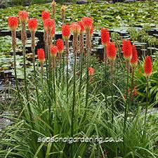 259,000 flowering plants (in 2016, kew counted in their existing databases 390,900 flowering plants worldwide (with 2034 new to science discovered in 2015 alone. Kniphofia Red Hot Poker Planting And Growing Guide