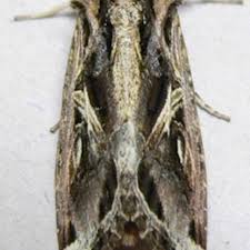 Image result for Dolichos sericeus