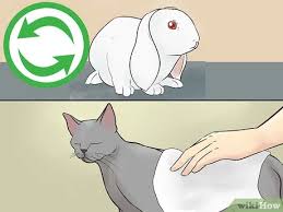 As some rabbits love pushing things over, consider investing in children's bowling pins. How To Keep A Rabbit And A Cat 13 Steps With Pictures Wikihow Pet