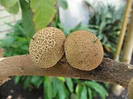 Image result for Pouteria altissima