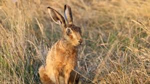 See 4 authoritative translations of rabbit in spanish with example sentences, conjugations and audio pronunciations. Brown Hare The Wildlife Trusts