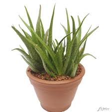 Jetzt aloe vera kaufen im onlineshop von dehner sukkulente zimmerpflanze mit markanten, fleischigen blättern beliebte heilpflanze bei brandwunden und hautausschlag ältere exemplare entwickeln von märz bis mai gelbe blüten steht im sommer gerne auf balkon oder terrasse in verschiedenen größen erhältlich Aloe Vera Sweet 1 Pflanzen Aloe Vera Barbadensis Miller Krauterpflanzen Garten Schluter