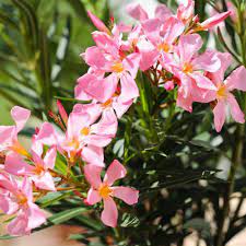 Oleander sind zäh und eignen sich für eine vielzahl von bodenarten. Oleander Uberwintern Richtig Pflegen Schneiden Giessen