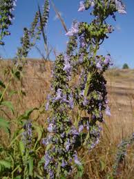 Image result for Coleus hereroensis