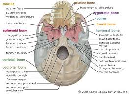 Pin By Arti Church On Skull Anatomy Human Anatomy Human Anatomy And Physiology Medical Knowledge