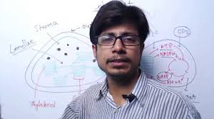 Plant cell chloroplast structure and function. Chloroplast Structure And Function Youtube
