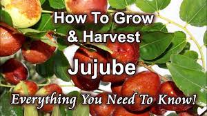 Tree trimmer pole manual pruner cutter,tree saw alloy steel branch,fruit picker harvester pole saw tree trimmer clipper trimming tool. How To Grow And Harvest Jujube Chinese Date At Home Youtube