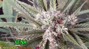 Xena strain