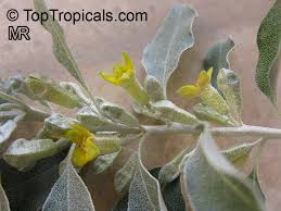 Image result for Rinorea angustifolia