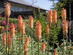 Image result for Kniphofia grantii