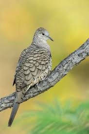 Birds Of The Southwest United States Inca Dove From Southwest United States Mexico To Costa Rica Backyard Birds Beautiful Birds Nature Photography