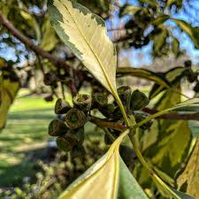 Image result for Lophostemon confertus