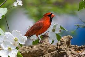 Birds Native To Western North Carolina State Flower And Bird Of Beautiful North Carolina In The Spring State Birds Beautiful Birds Bird Wallpaper