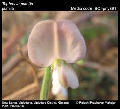Image result for Tephrosia pumila