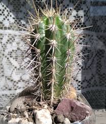 10 tipos de cactus pequeños que te enamorarán#cactuvision #cactus #top10si te gustó el vídeo por favor regálame un like y comparte éste vídeo pará qué más. Cactuseros Com Sitio Especializado En Cactus Y Plantas Suculentas