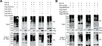 Image result for svrab na k%u016F%u017Ei