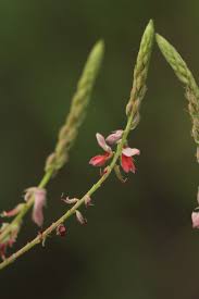 Image result for Indigofera setiflora