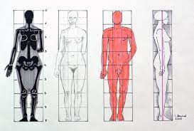 Perfect body proportion can be achieved by regular practice of anatomy. Datei Human Body Proportions2 Jpg Wikipedia