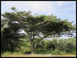 Image result for Albizia adianthifolia