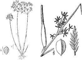 Image result for Cyperus haspan