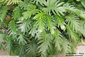 Philodendron 'xanadu', philodendron zanadu, philodendron zanadoo, philodendron 'xanadu' philodendron xanadu has a somewhat murky history. Philodendron Xanadu Plant How To Grow Philodendron Winterbourn
