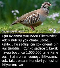 Ali Yasar Pastakkaya Adli Kullanicinin Kuslar Birds Panosundaki Pin Komik Biliyor Muydunuz Ilham Veren Alintilar