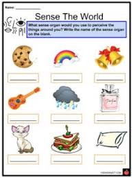 Sense Organs Facts Worksheets Five Senses For Kids
