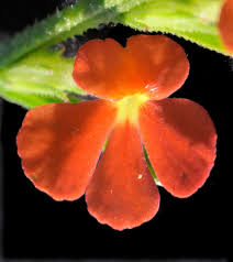 Image result for Striga asiatica