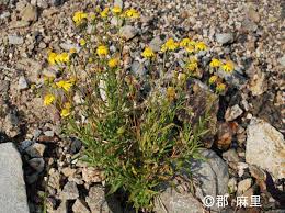 Image result for Senecio madagascariensis