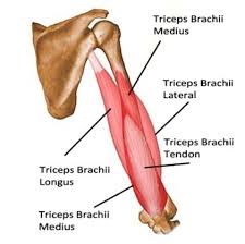This triceps exercise works the lateral and medial heads. Tate Press Exercise Guide How To Benefits Resources More