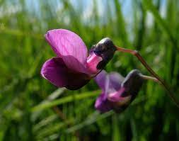 The Poison Diaries Lathyrus Linifolius