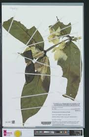 Image result for Heinsia