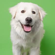 Meet Mishka, a 9-month-old female Great Pyrenees who was originally found  as a stray. Mishka is friendly and tolerant but can be a little nervous  when meeting new people. However, she is