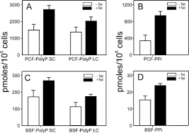 Ouça músicas do artista leandro e leonardo. Target Of Rapamycin Tor Like 1 Kinase Is Involved In The Control Of Polyphosphate Levels And Acidocalcisome Maintenance In Trypanosoma Brucei Journal Of Biological Chemistry