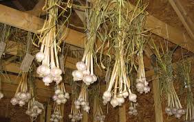 Hay temen apa kabar vidio kali ini saya akan berbagi pengalaman cara tanam bawang putih tanpa siram sistem kapiler nah buat temen temen yang malas siram coco. Panduan Cara Menanam Bawang Putih Tukang Taman Jogja Jasa Taman Di Jogja