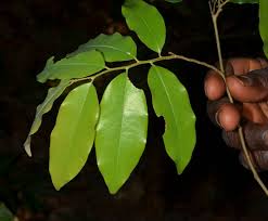 Image result for Xylopia acutiflora